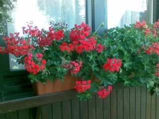 Swarzewo – z okazji imienin kwiatki dla Anki