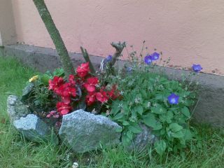 Kwiatek przy domu obok kościoła w Sianowie