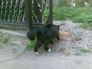 Strasznie ruchliwy jest ten kot