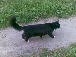 No w końcu udało mi się uchwycić kota w całości :-)