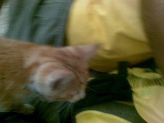 Sianowo a konkretnie Staniszewo na noclegu – kotek o poranku :-)