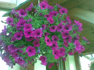 Kwiatek przy restauracji w Szymbarku – to z okazji imienin Marty