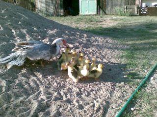 Kacza rodzinka na noclegu w Lipinkach