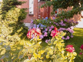 Tradycyjnie w Swarzewie z okazji imienin Anki wysyłam MMS z kwiatkami