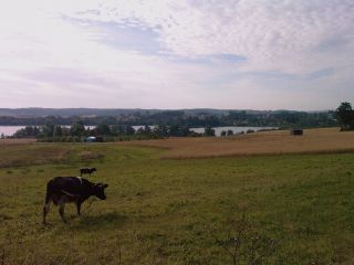 W drodze do Chmielna