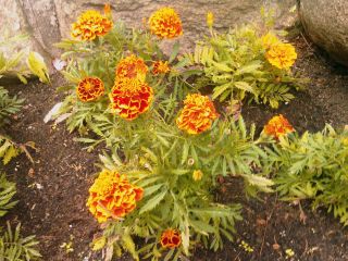 Kwiaty na Złotej Górze – to dla Marty z okazji jutrzejszych imienin 