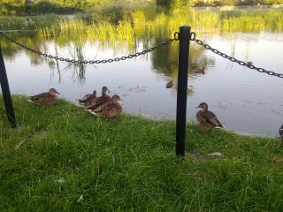 Pielgrzymka to nie tylko napotkani ludzie ale także fauna ;-) – kaczki przy jeziorku w Kluczach (ul. Zawierciańska)