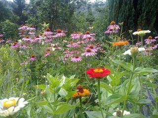 Kwiaty dla Anki – ogródek skalny u gospodarzy