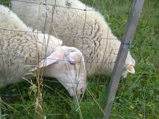 Owce w obejściu u gospodarzy