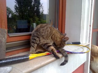 Jeden z dwóch kotów gospodarzy