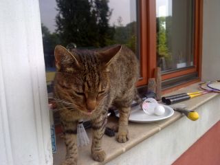 W oczekiwaniu na pogłaskanie – lubi być głaskany ;-)