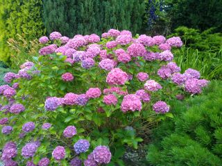 W Swarzewie nie omieszkałem wysłać imieninowego MMSa do Anki :-)