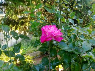 W Swarzewie nie omieszkałem wysłać imieninowego MMSa do Anki :-)