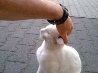 Nieoficjalny 'pracownik' hotelu-restauracji 'Vega' w Dobrej, gdzie miałem nocleg