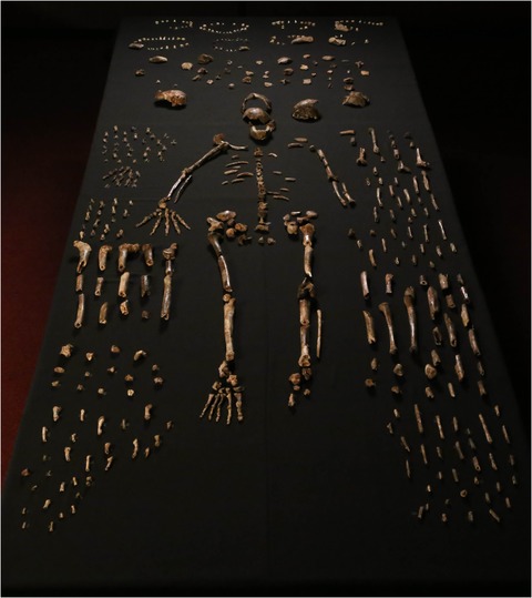 Homo naledi