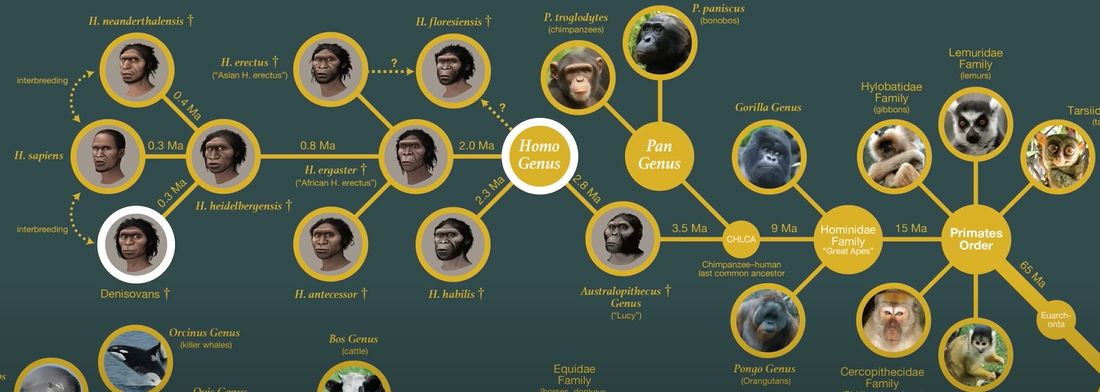 Ewolucja-homo