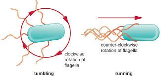 Bacteria moving