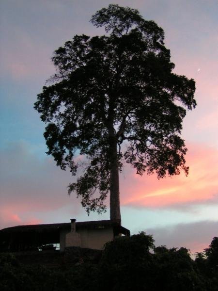 bigtreeatthehill.jpg