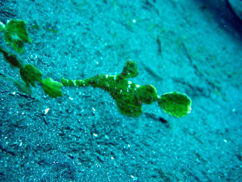 leafyseadragon.jpg