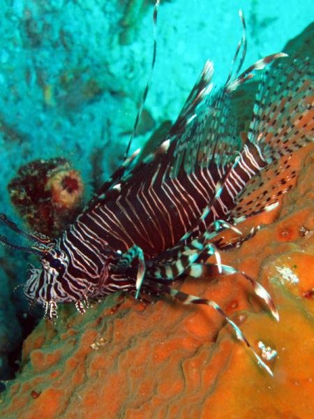 lionfish.jpg