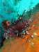 lionfish_small.jpg