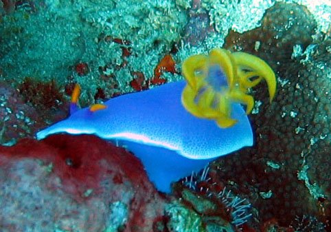 nudibranch.jpg