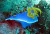 nudibranch_small.jpg