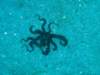 octopus_small.jpg