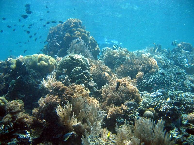 reef1.jpg