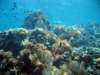 reef1_small.jpg