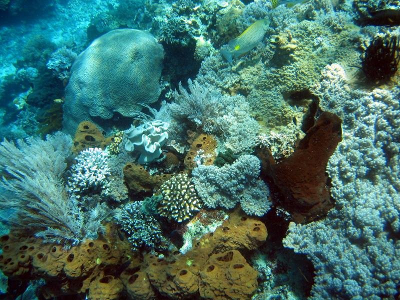 reef4.jpg