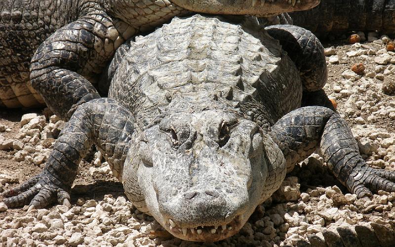 Everglades-082.jpg - OLYMPUS DIGITAL CAMERA
