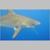 Shark-11.jpg
