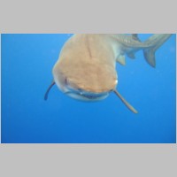 Shark-18.jpg