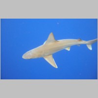 Shark-23.jpg