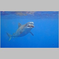 Shark-30.jpg