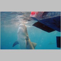 Shark-37.jpg