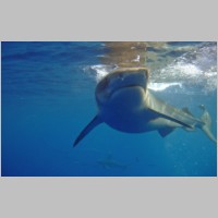 Shark-38.jpg
