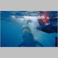 Shark-42.jpg
