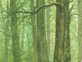 Las u podnoży Amon Hen, miejsce śmierci Boromira